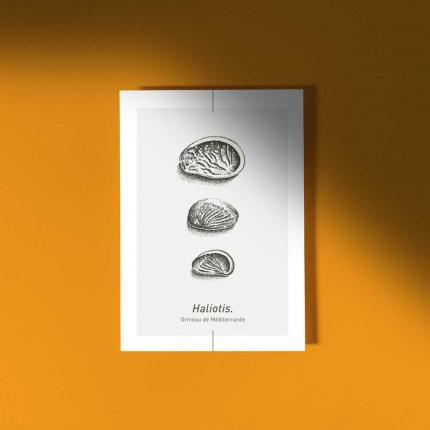 Carte postale HALIOTIS