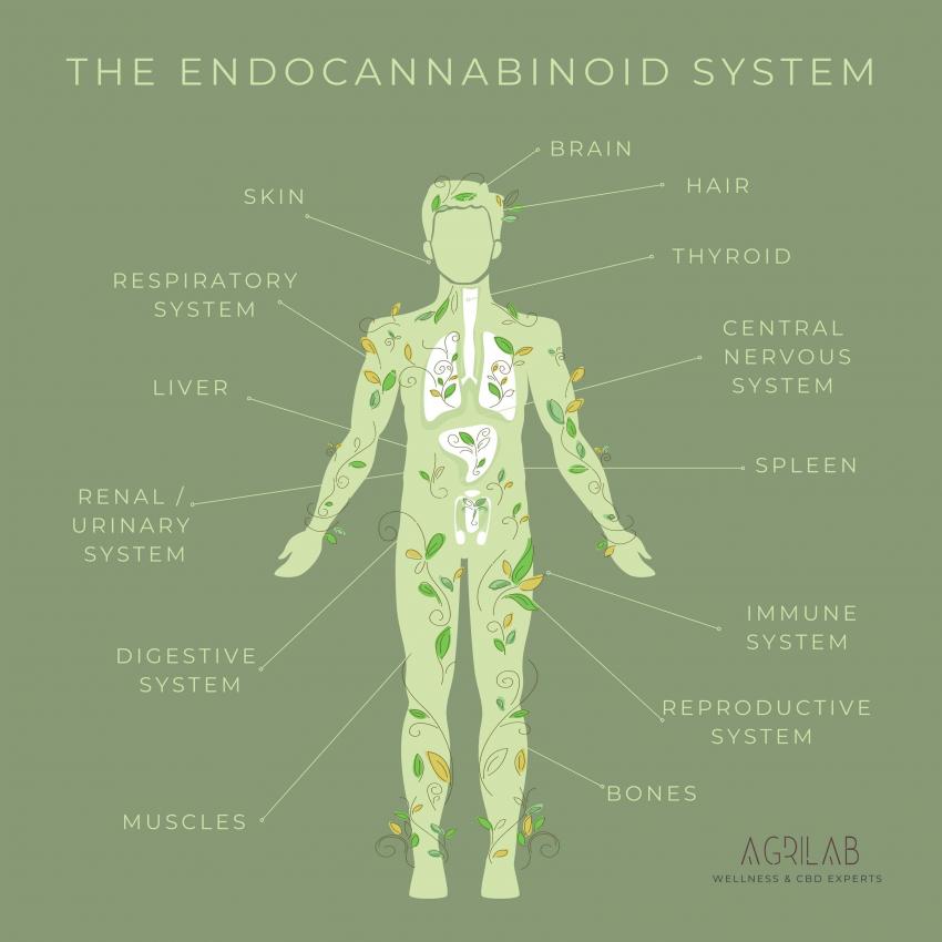 PURE OIL 10%, chanvre