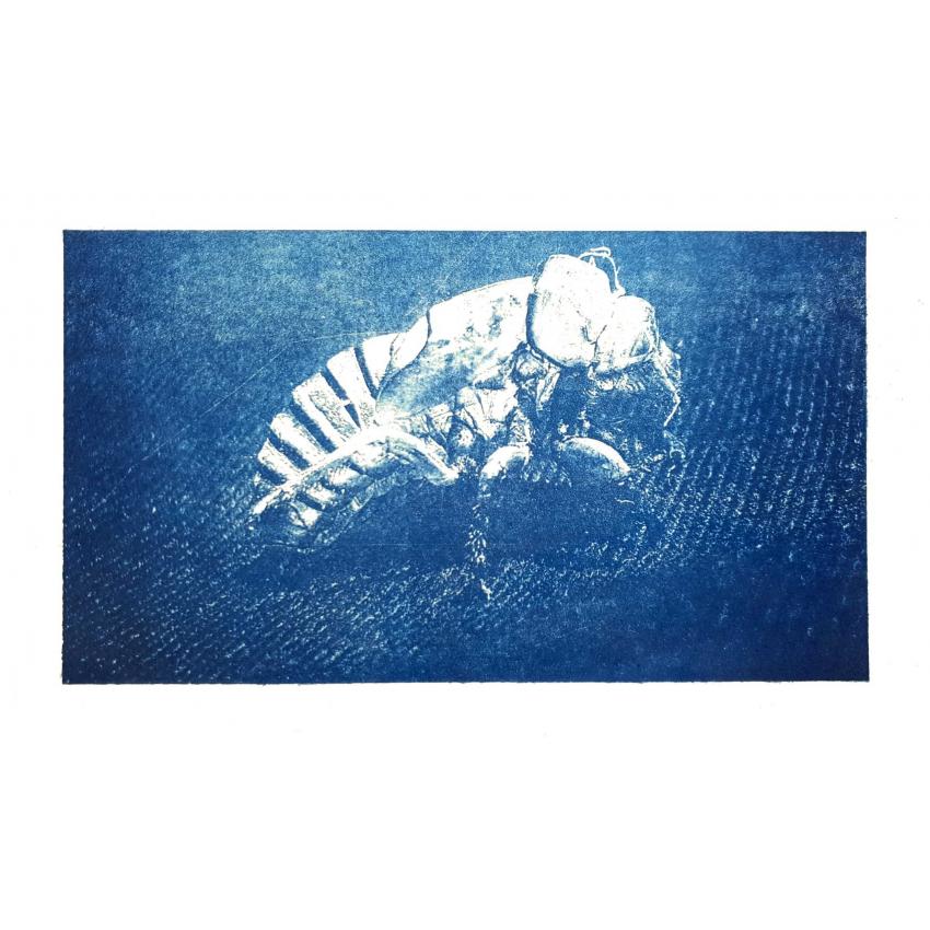 Drôle de bête - lithogravure