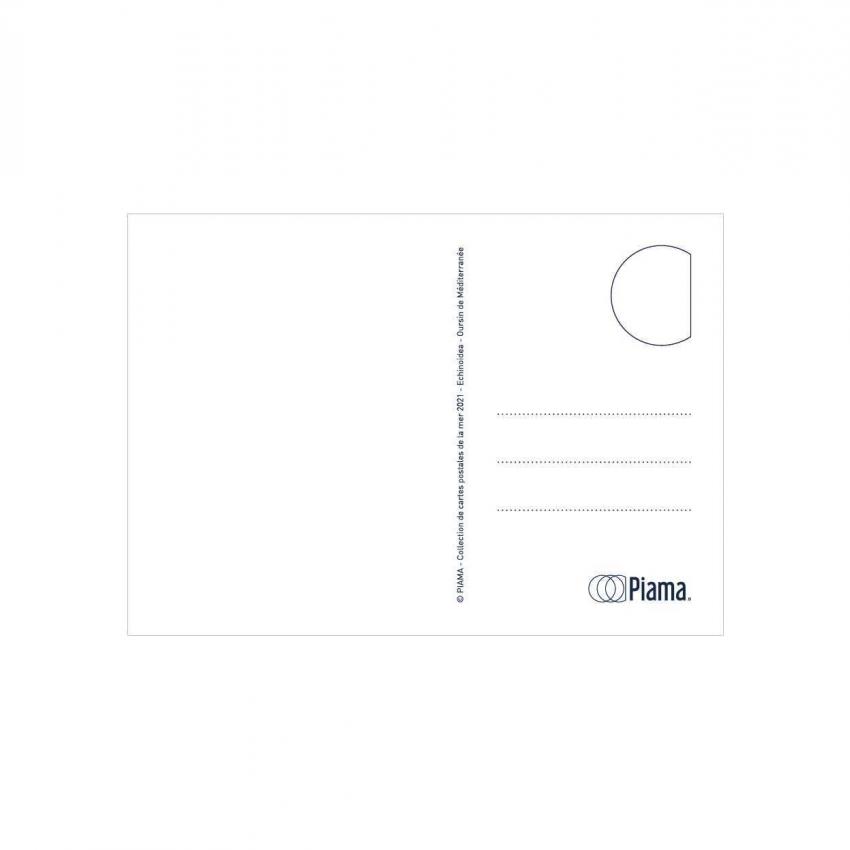 Carte postale ECHINOIDEA