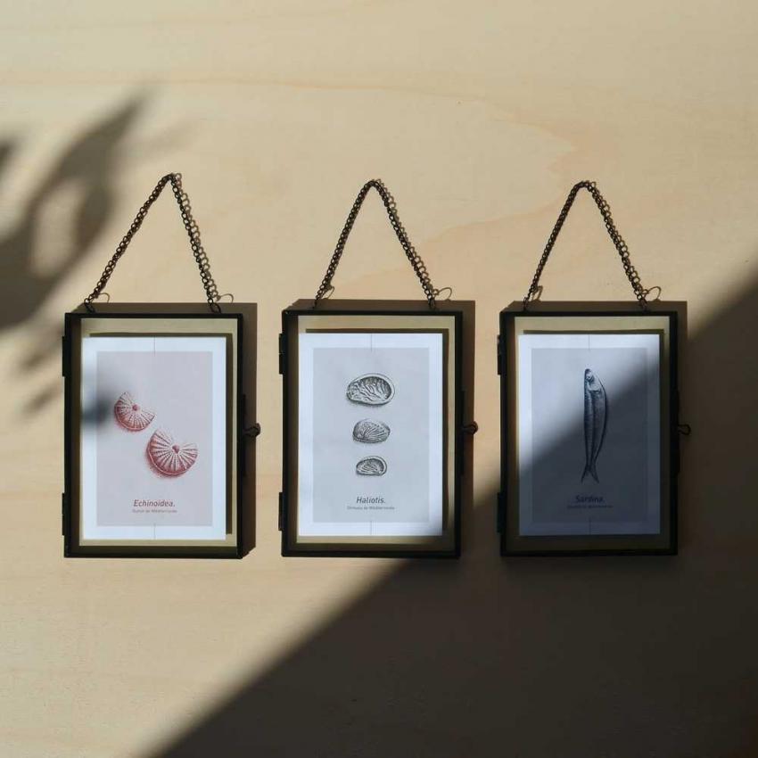 Carte postale ECHINOIDEA