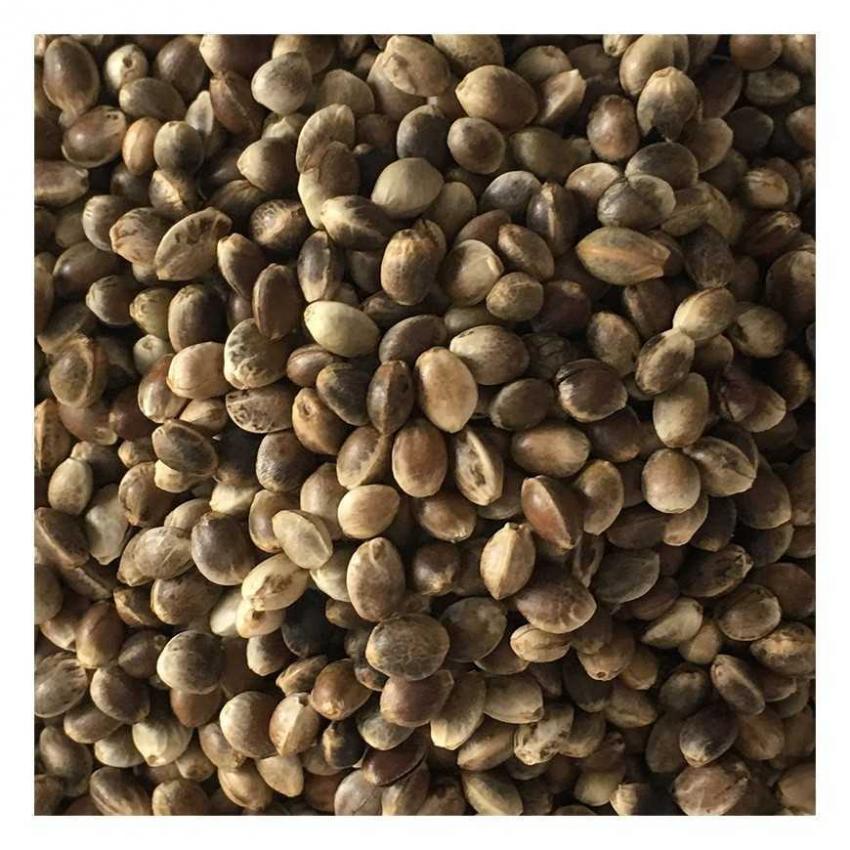 Graines de Chanvre biologiques - 200 g