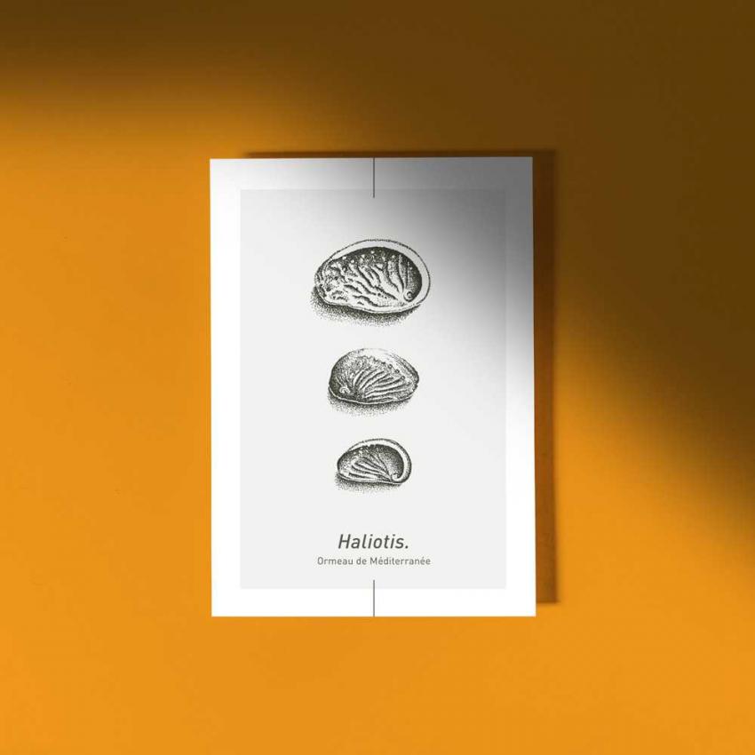 Carte postale HALIOTIS